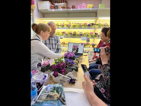 Видео: ДФ.Презентация сортов сенполий Натальи Булко (Nik-)