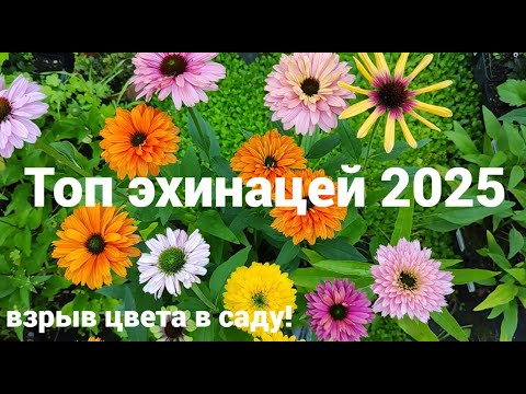 Видео: Осторожно эхинацеи, любовь с первого взгляда!!!