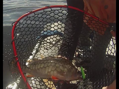 Видео: Открытие лодочного сезона на Рыбинском водохранилище. Ловля окуня. Крупный окунь на вибы.