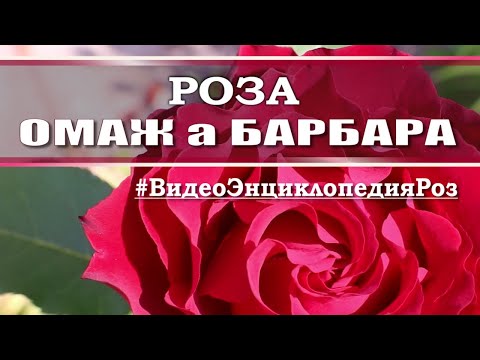 Видео: Обзор розы ОМАЖ а БАРБАРА / мое мнение о сорте /#ВидеоЭнциклопедияРоз / Hommage a Barbara