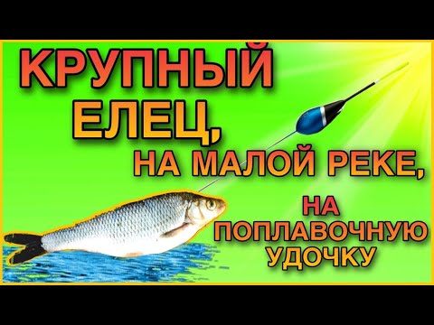 Видео: Крупный елец, на малой реке, на поплавочную удочку.
