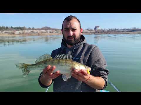 Видео: Бели риби на яз. Горни Дъбник.