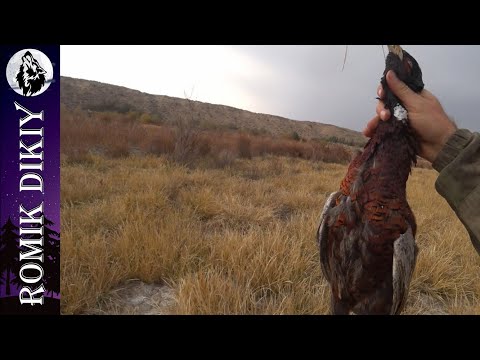 Видео: Охота на фазана. Забытые места.