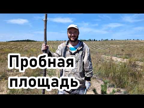 Видео: Как заложить пробную площадь в несомкнувшихся лесных культурах
