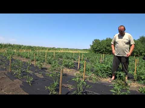 Видео: Новые удобрения серии Фитактив в действии