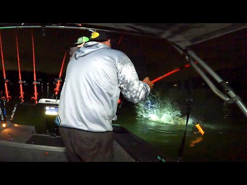 Видео: Гигантский плоскоголовый сом (река Огайо)