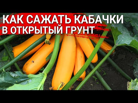 Видео: КАК САЖАТЬ КАБАЧКИ  в открытый грунт