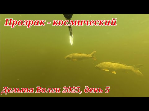 Видео: Прозрак - СУПЕР!!! Дельта Волги 2025, 5 день, подводная охота
