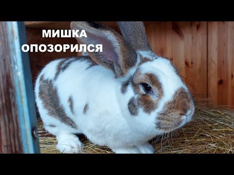 Видео: СЛУЧКА🐰ОСМОТР ГНЁЗД НА 8 ДЕНЬ ПОСЛЕ ОКРОЛА🐰СОДЕРЖАНИЕ КРОЛИКОВ🐰