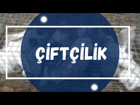 Видео: Çiftçilik | Как прошла животноводческая выставка в Чадыр-Лунге