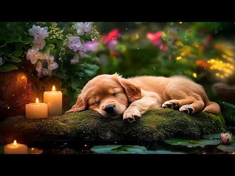 Видео: Успокаивающая собака музыка 🐶 Нежные мелодии, которые успокаивают нервных собак, уменьшают лай и сп