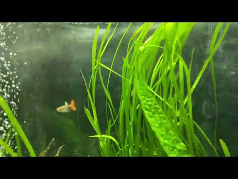 Видео: Мой аквариум на 500 литров
