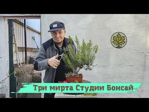 Видео: Три мирта Студии бонсай / формируем мирт как бонсай @Studio.Bonsai