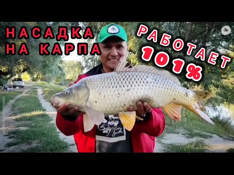 Видео: ДЛЯ ГОЛОДНОГО КАРПА И КАРАСЯ! НАСАДКА ДЛЯ ЛОВЛИ КРУПНОЙ РЫБЫ 101%