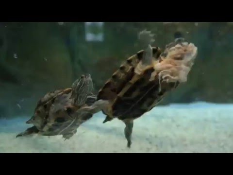 Видео: Обзорное видео Аквариума