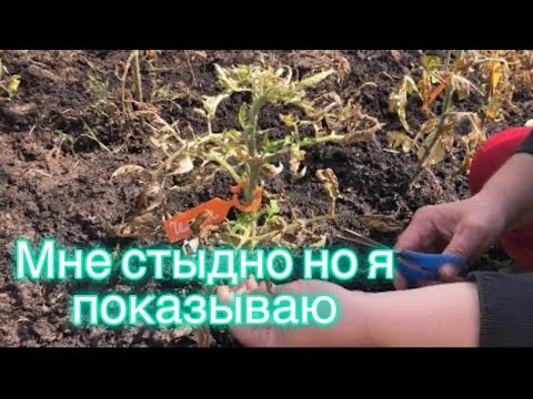 Видео: Мороз убил томаты.