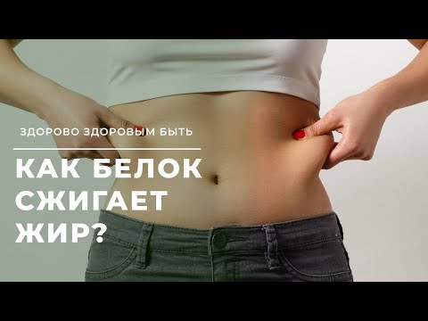 Видео: Как белок сжигает жир?