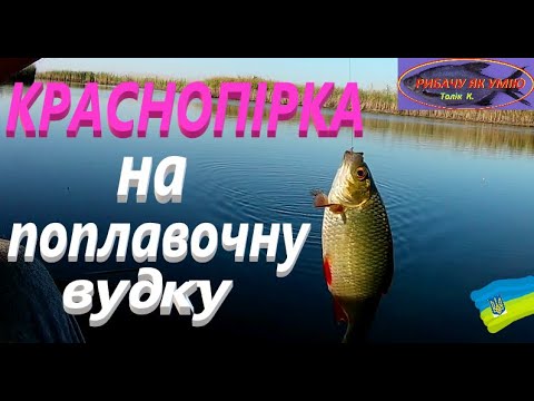 Видео: Краснопірки просто ЖАХ # РибачуЯкУмію