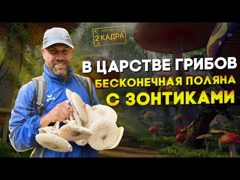 Видео: В царстве грибов. Бесконечная поляна с зонтиками. Грибы на костре. 2 кадра 03.10.2024