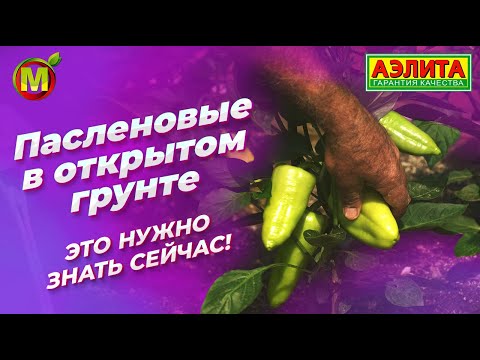 Видео: Томаты и перцы в открытом грунте. Обработка от ФИТОФТОРЫ.