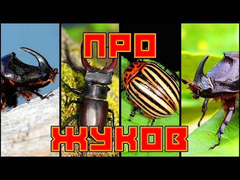 Видео: Про #жуков [белый и пушистый]