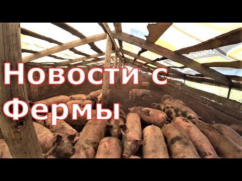 Видео: Новости с фермы / Свинячьи бои