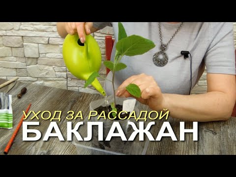 Видео: Уход за рассадой БАКЛАЖАНОВ после пикировки! Советы от Зеленого Огорода!