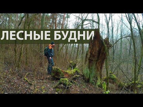 Видео: Поход в осенний Лес // ЛЕСНЫЕ БУДНИ
