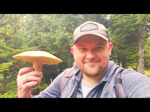 Видео: Ми натрапили на грибну поляну! 🍄 Канада, Онтаріо (частина 1)