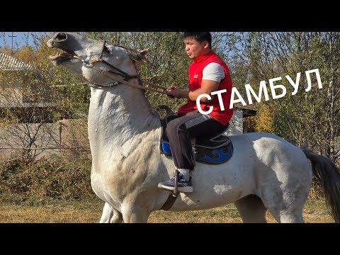 Видео: АТТЫН УДАРЫ  СТАМБУЛ  Үсөн Балбандан Улакта акча Санасын Дейт 