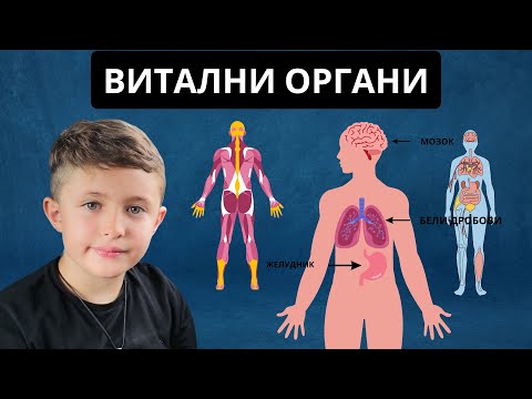 Видео: Витални Органи - Природни науки 3-то одделение 🫀