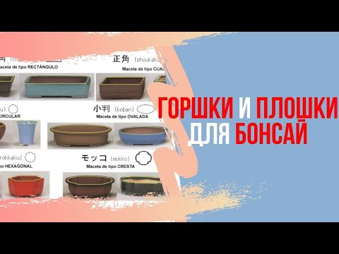 Видео: Горшки для бонсай. Как правильно выбрать плошку для бонсай