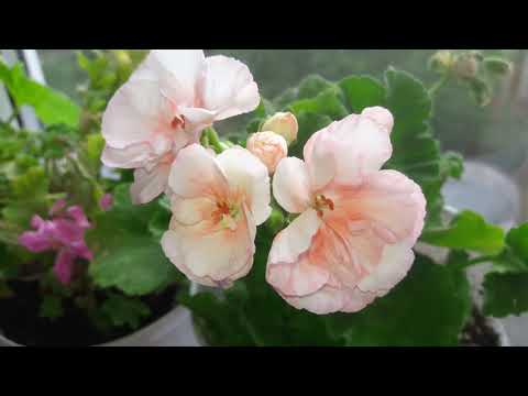 Видео: Пеларгонии на балконе в конце сентября🍁 25.09.21