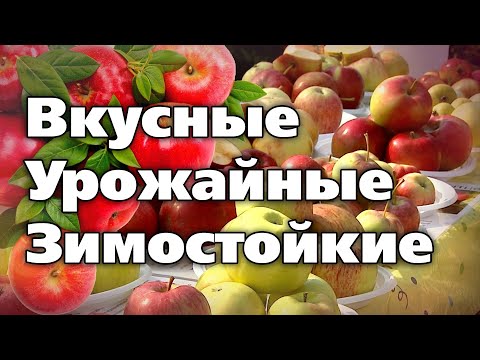 Видео: Лучшие сорта летних и осенних яблонь. Проверены Уралом