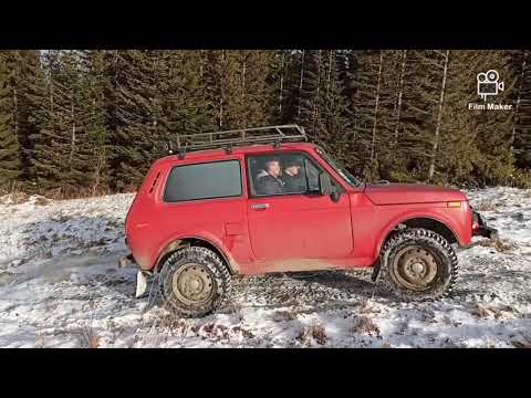 Видео: Ниви в Карпатах 💥