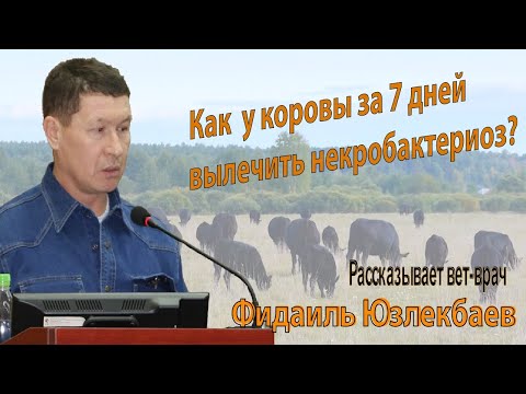 Видео: Некробактериоз у коров и успех его лечения без антибиотиков.