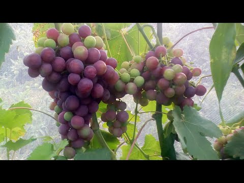 Видео: ОБЯЗАТЕЛЬНО СДЕЛАЙТЕ ЭТО НА ВИНОГРАДЕ В АВГУСТЕ!