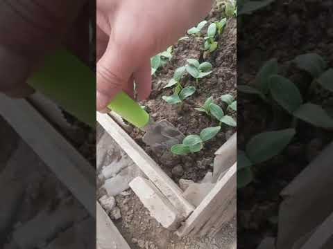 Видео: шинондани бодринг