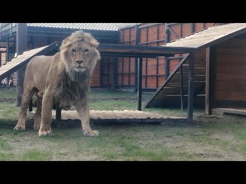 Видео: Лев Шерхан и его настроение "Всем сегодня здрасьте!"