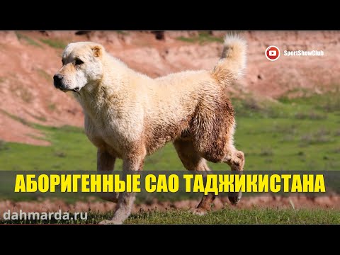 Видео: АБОРИГЕННЫЕ САО ТАДЖИКИСТАНА