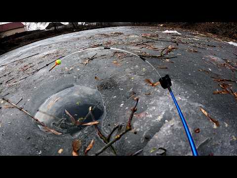 Видео: гігантські карасі сазани коропи і окуні відривають мормишки попав на роздачу на зимовій риболовлі