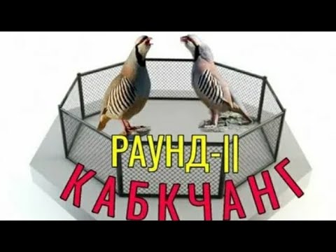 Видео: 2 мая 2025 г. Ними видео чангошонай