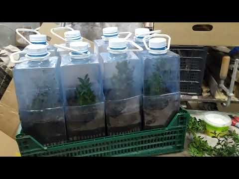 Видео: Черенкование самшита.