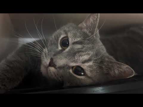 Видео: Тиша изображает пассажира плацкарта. Герцог пришел помешать отдыху