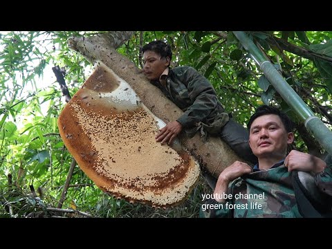 Видео: Удивительная ловля гигантской медоносной пчелы на дереве в пищу.  Роберт |  Зеленая лесная жизнь