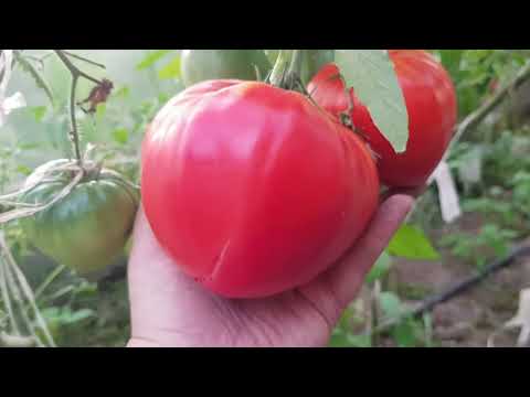 Видео: Томат Кинг конг 2025