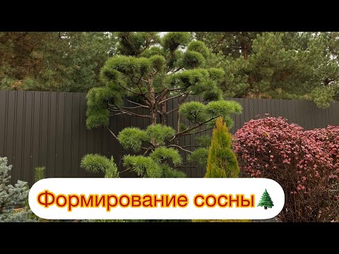 Видео: ФОРМИРОВАНИЕ СОСНЫ🌲