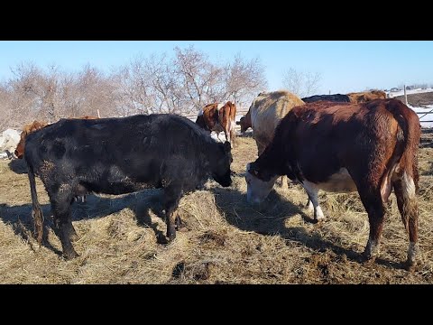 Видео: Сиыр сүті,азығы жайлы әңгіме.бордақыдағы эксперимент бұқа.