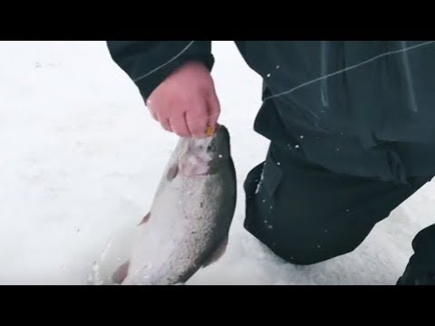 Видео: В гостях у Рыболовного клуба "Три пескаря".