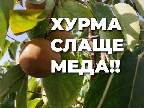 Видео: Самая популярная хурма в Канаде!